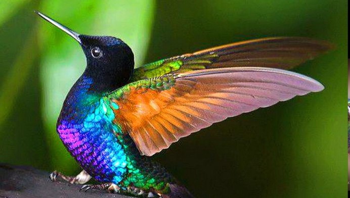 Девушка Павлин