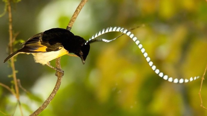 Павлин Аквилейский