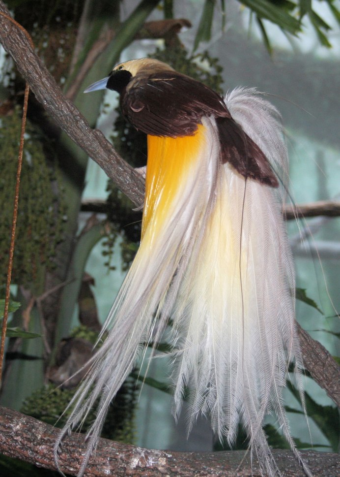 Райская птица Гоби