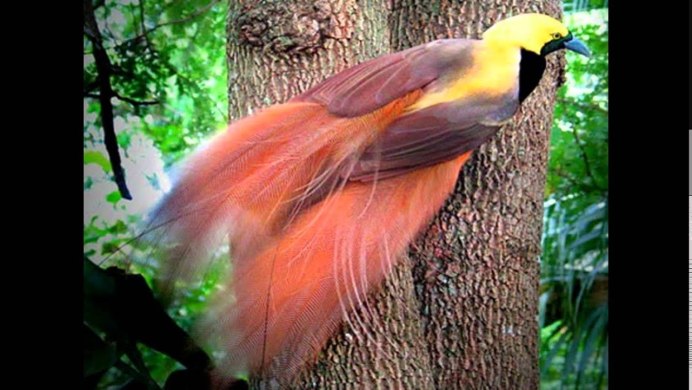 Райская птица Гоби