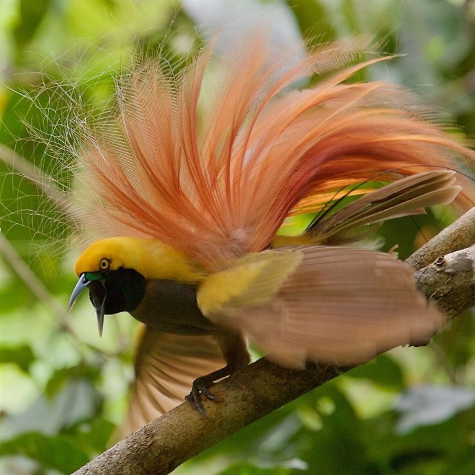 Щитоносная Райская птица Виктории