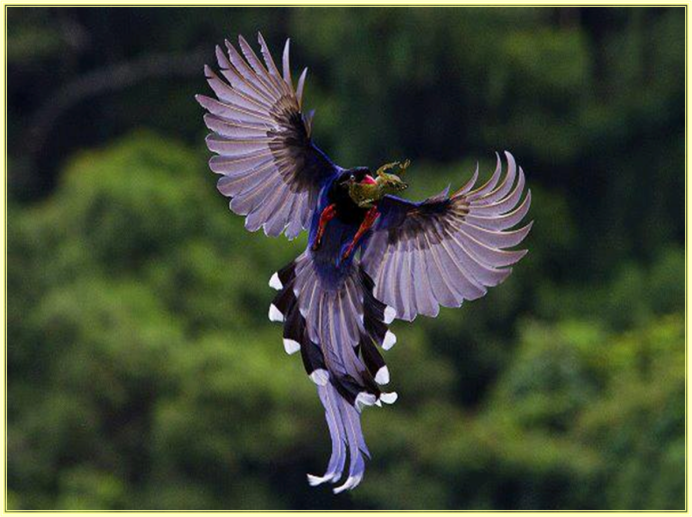 Синешапочная танагра самка