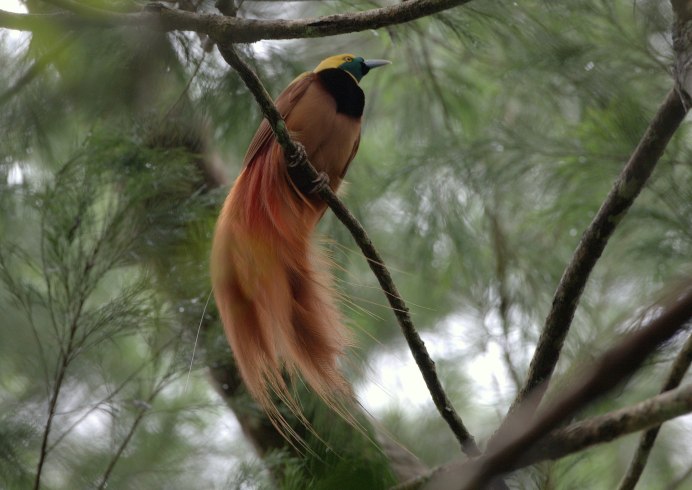 Хохлатый Колибри