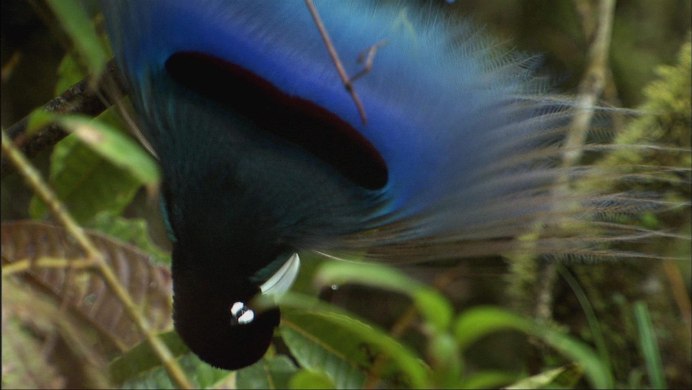 Райская птица большой изумруд