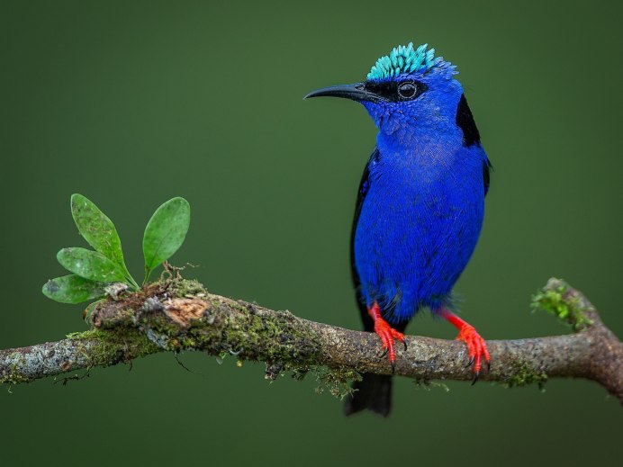 Оперение птиц