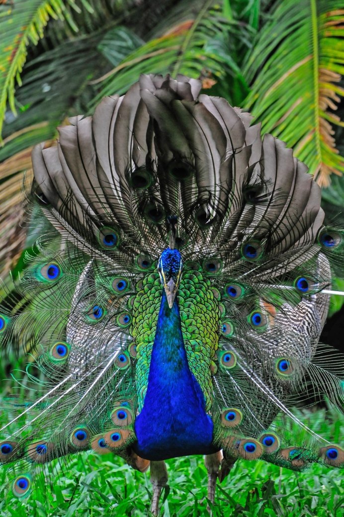 Райская птица принца Рудольфа