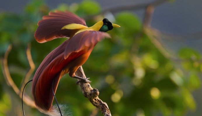 Гольдиева Райская птица