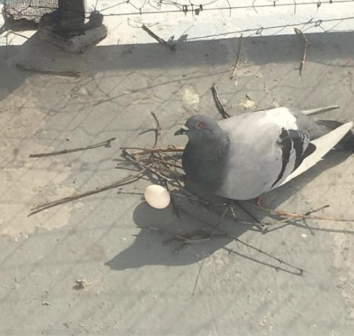 Голубь на голубе