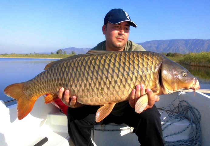 Сазан (Cyprinus Carpio)