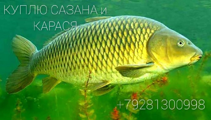 Сазан рыба приготовление