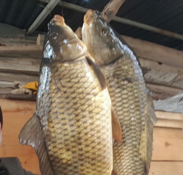 Крючки Gamakatsu Hook LS-1810b