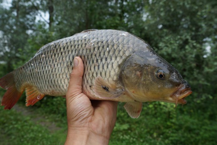 Сазан (Cyprinus Carpio)