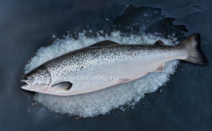 Кижуч свежемороженый