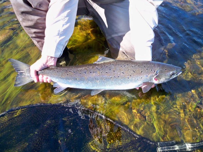 Сёмга (Salmo Salar