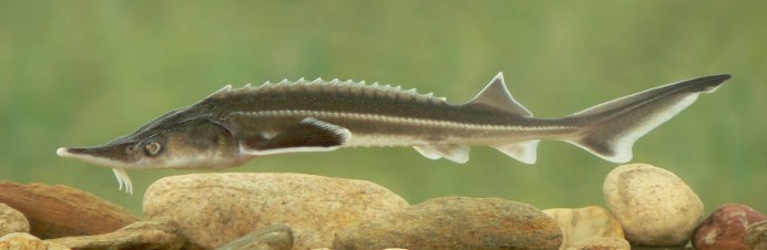 Стерлядь атлантическая