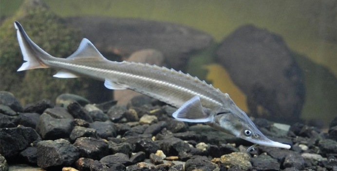 Рыбы мутанты в реке Волга