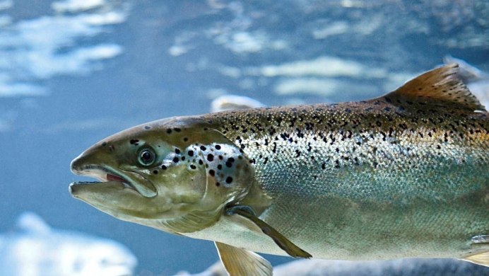 Лосось AQUADVANTAGE