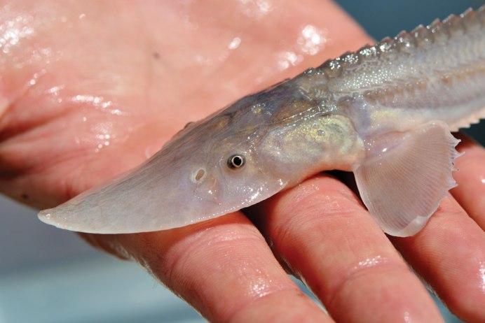 Белуга зеленая