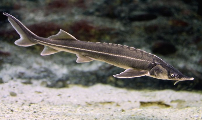 Стерлядь (Acipenser  ruthenus Linnaeus, 1758