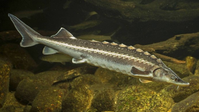 Стерлядь Acipenser ruthenus Linnaeus