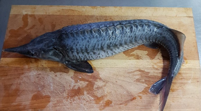 Красная рыба Дикая чавыча