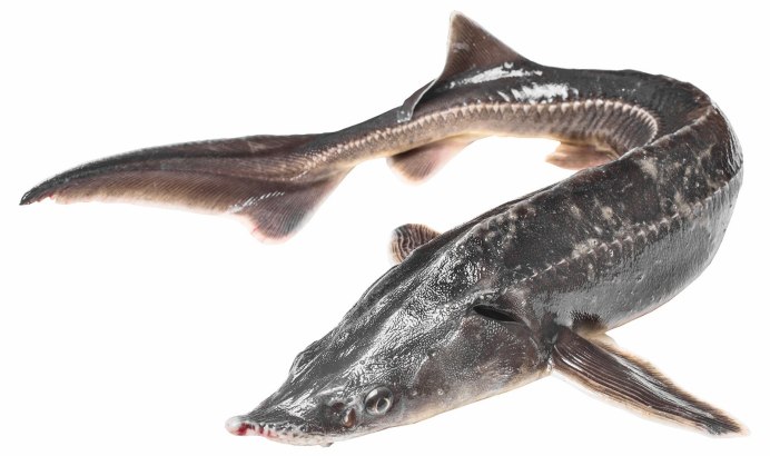 Стерлядь шип