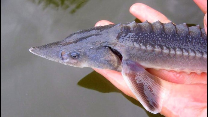 Чавыча семга форель