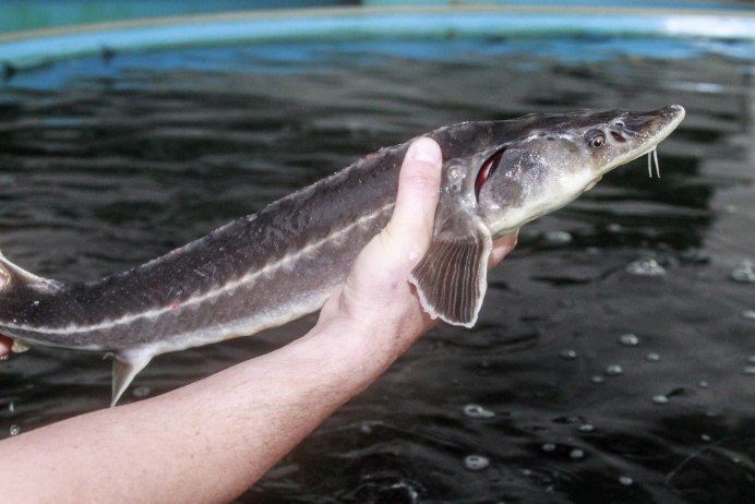 Атлантический лосось семга