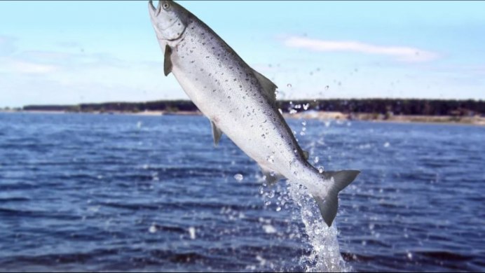 Стальноголовая форель