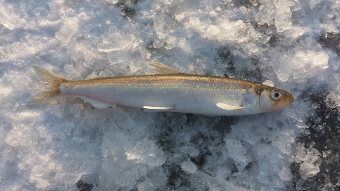 Лосось Дальневосточный нерка