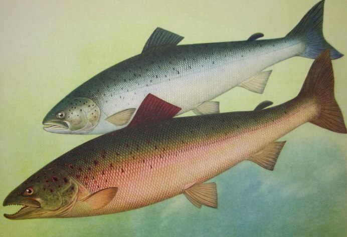 Лосось Онежского озера