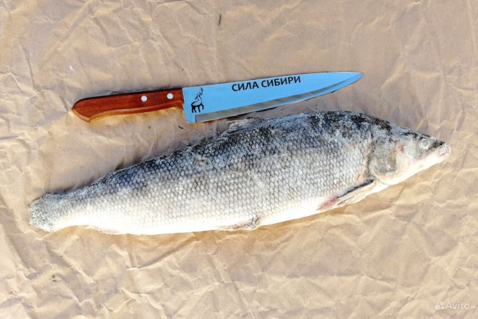 Севрюга Черноморская