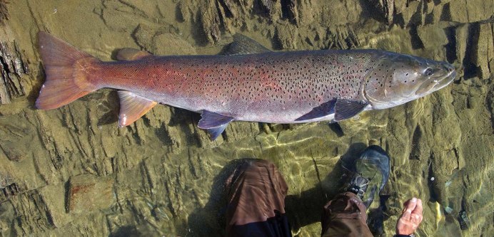Форель Радужная фаршированная