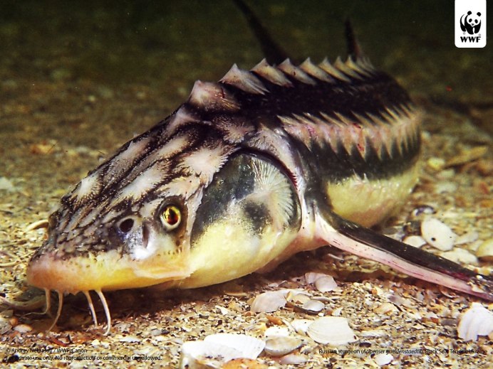 Черноморская кумжа