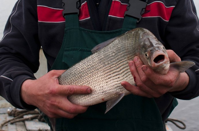 Деревянная рыба на стену