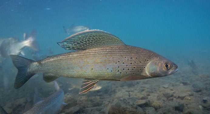 Стерлядь (Acipenser  ruthenus Linnaeus, 1758