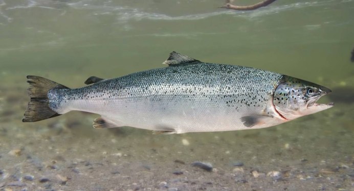 Корюшка европейская снеток