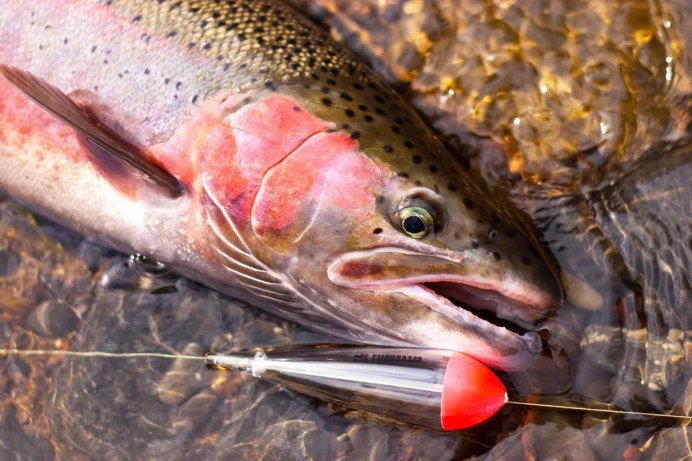 Таймень Дальневосточный