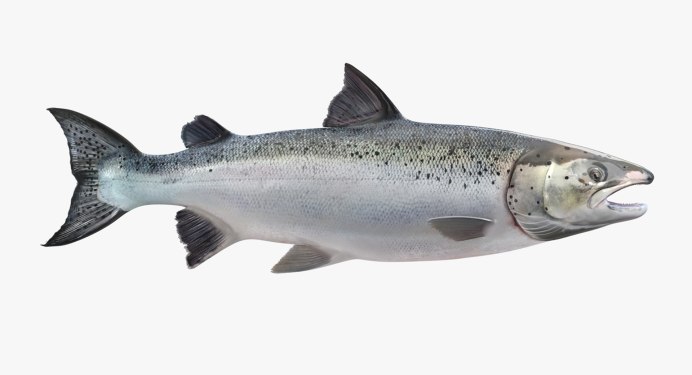 Атлантик Фиш лосось