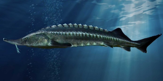 Стерлядь Acipenser ruthenus Linnaeus