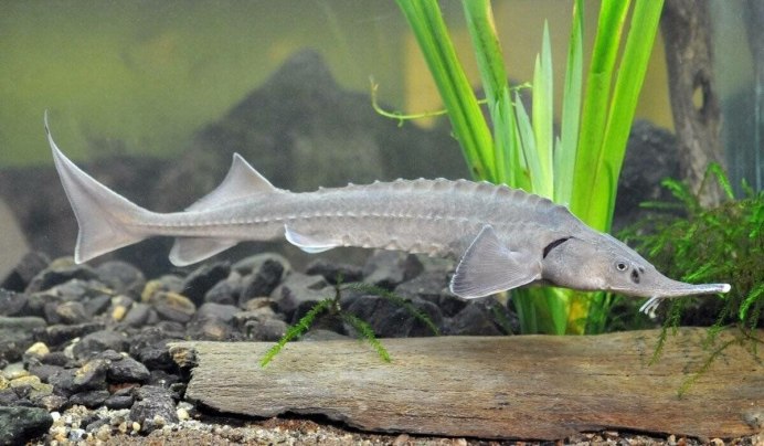 Соломон рыба