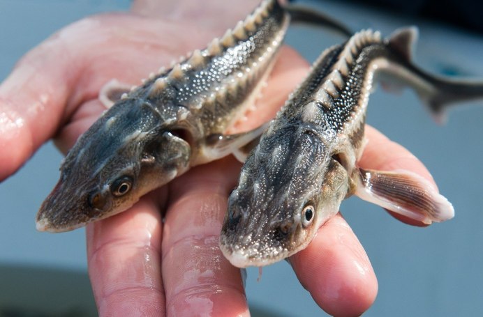 Дорадо в Соляном коконе