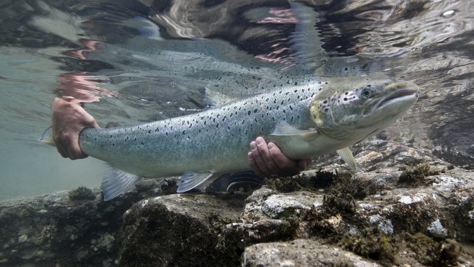 Тихоокеанский осетр малек