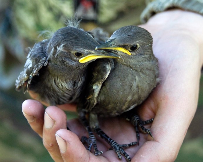 Птицы Снегирь синица Воробей