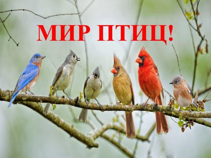 Стая светлогрудых Дроздов