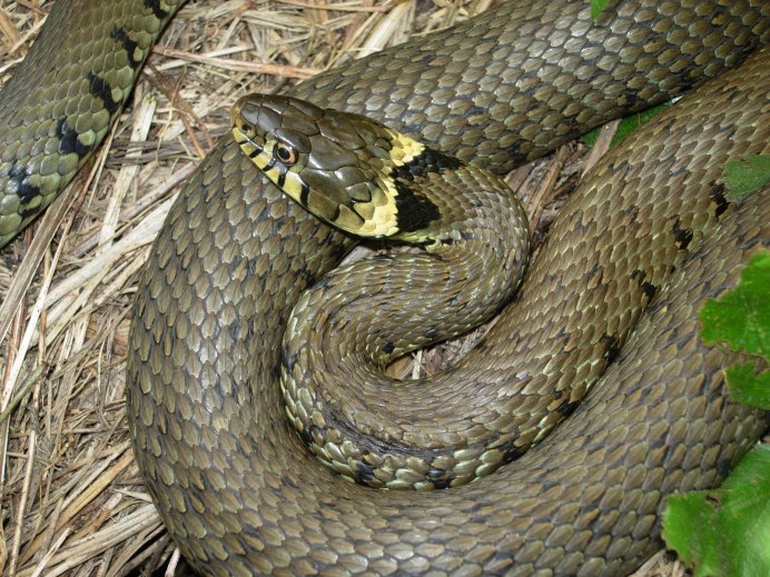 Обыкновенная гадюка (Vipera berus)
