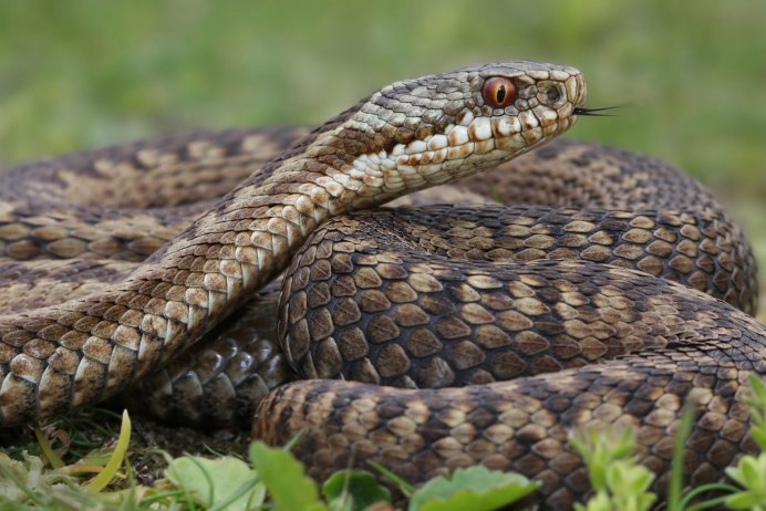 Водяной уж (Natrix tessellata)
