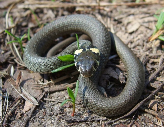 ГАДЮКА ОБЫКНОВЕННАЯ (Vipera berus) - Фауна Беларуси