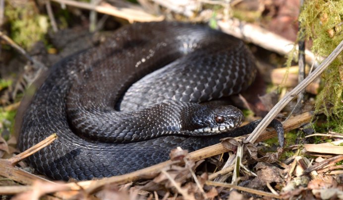 Гадюка Сахалинская ( Vipera sachalinensis )