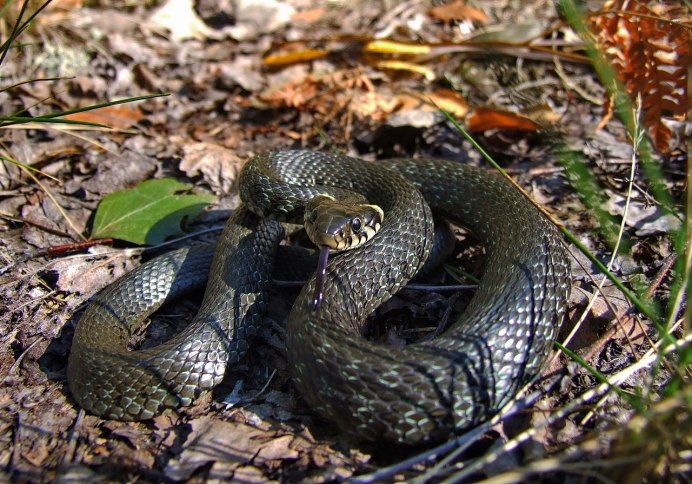 Sistrurus miliarius